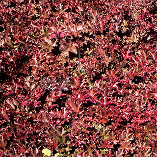 heuchera melting fire